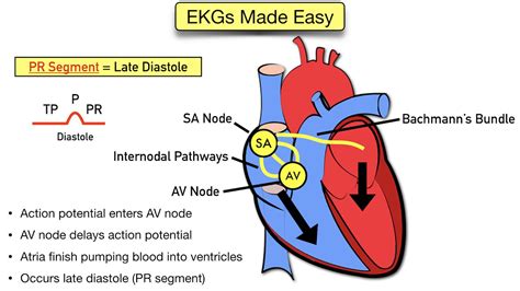 ECG Waveform Explained: EKG Labeled Diagrams and Components — EZmed