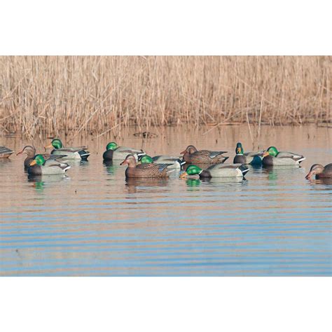 Avian-X Open Water Floating Mallard Duck Decoys, 6 Pack | Rogers ...