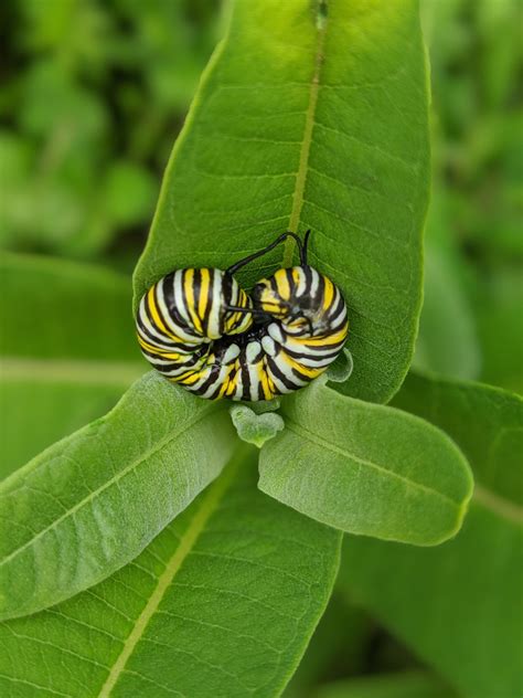 Monarch Butterfly caterpillar on milkweed. : r/NatureIsFuckingLit