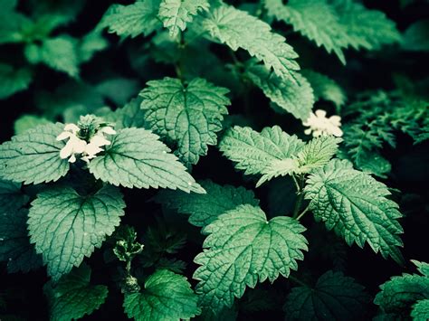 How To Make Nettle Tea: Tips For Harvesting & Brewing