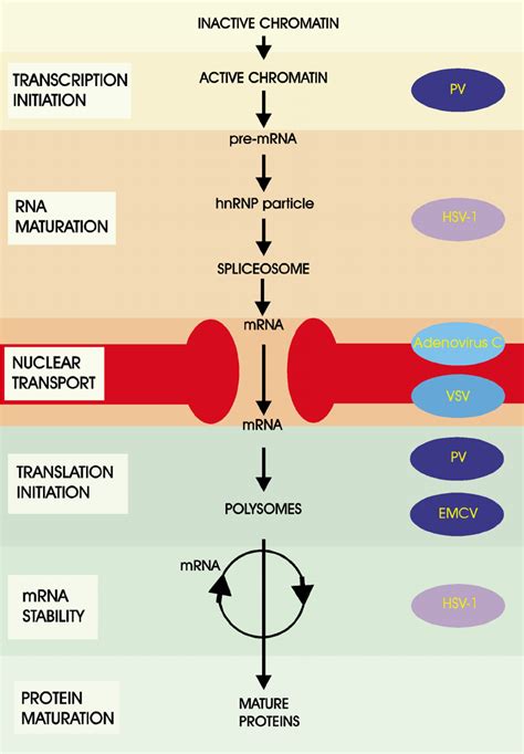 The pathway of eukaryotic gene expression and some examples of viruses... | Download Scientific ...