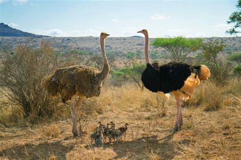 Ostrich Species for Farming, South Africa