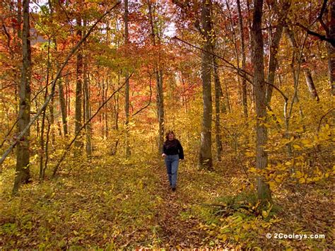 58 Ozarks fall foliage photos - 2Cooleys understory foliage hiking pics