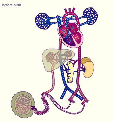 Fetal Heart Circulation Animation