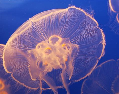 Vancouver Aquarium Jellyfish | Vancouver aquarium, Fish pet, Aquarium