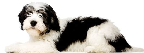 Polish Lowland Sheepdog - Dog Breed Guide