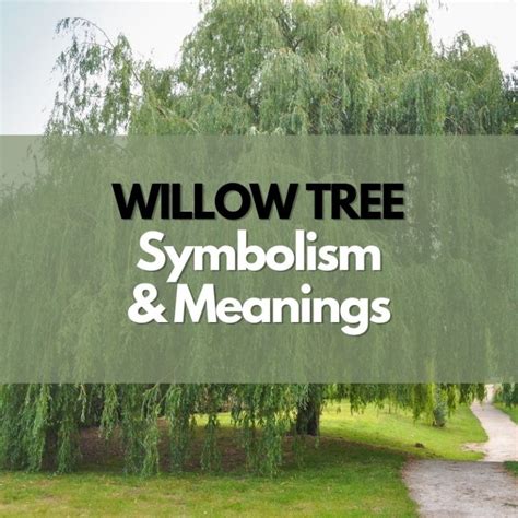 What Does a Willow Tree Symbolize? - Symbol Genie