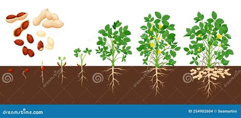 Peanut Growth Stages, Vector Groundnut Timeline Stock Vector - Illustration of timeline, leaf ...