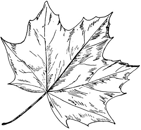 Norway Maple | ClipArt ETC