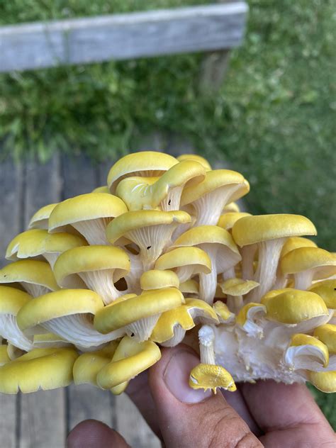 Golden oyster, right?! : r/mushroom_hunting