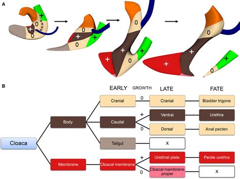 The development of the cloaca in the human embryo - Kruepunga - 2018 - Journal of Anatomy ...