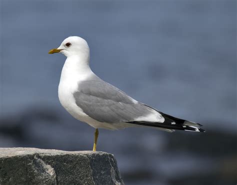 Mew Gull (Birds of the Okanagan-Similkameen) · iNaturalist Canada