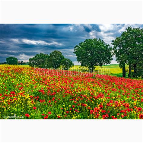 Crete Senesi - A Landscape Through The Seasons