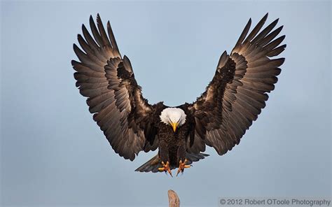 Pin on Birds