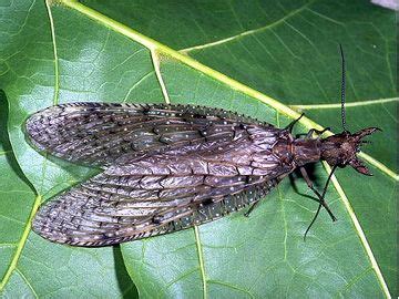 Neuroptera (lacewings): 2 membranous wings of similar size, complex ...