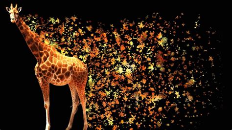 2022 Giraffe Wallpapers - Wallpaper Cave