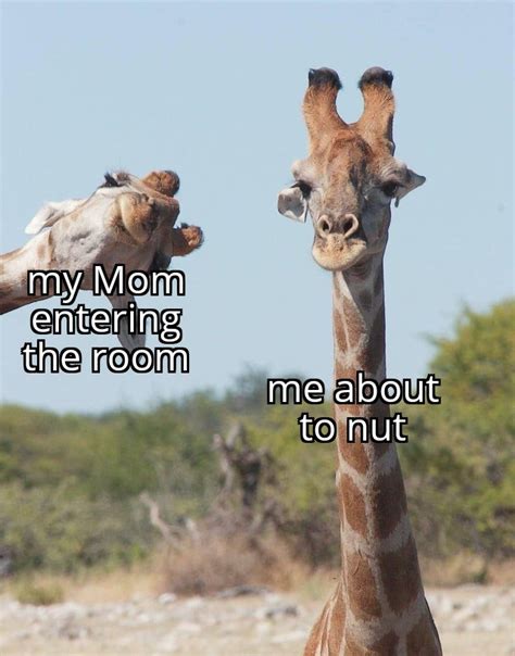 Example: A giraffe photobombing another giraffe meme template ...