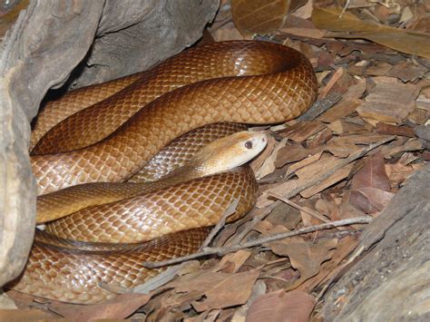 Wildlife of the World: Taipan Snake Facts and Danger Images