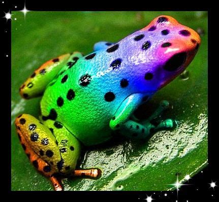 Rainbow Frog | Animals | Pinterest | Frogs and Rainbows