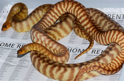 Woma Python breeding has begun! Download our December 10th Price List ...