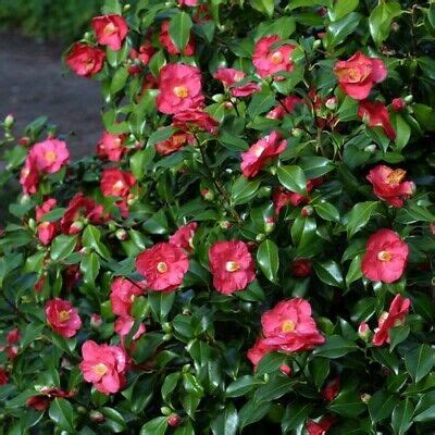 Camellia Mary Williams - Flowering Evergreen Shrub | eBay