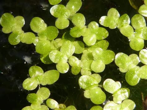 Common Duckweed | Aquatic Technologies