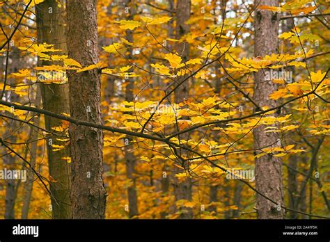 Autumn forest fall colors Stock Photo - Alamy