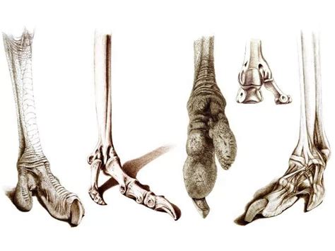 ostrich leg anatomy