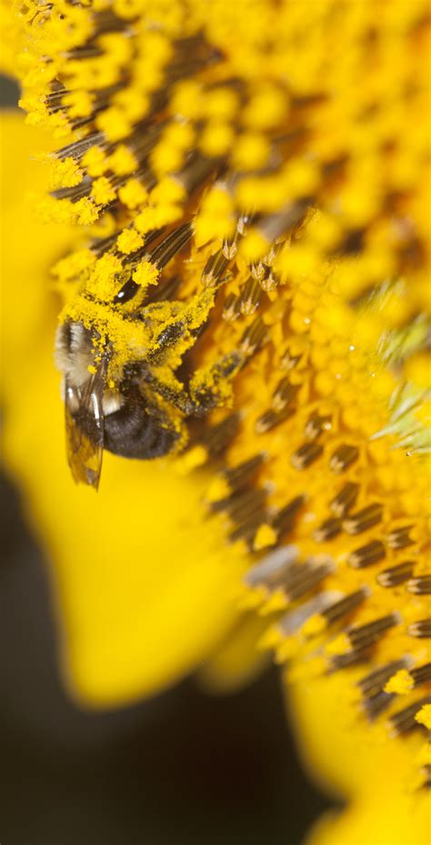 A bee pollinating a Sun flower Bee, Cross, Nature, Flowers, Photography, Naturaleza, Honey Bees ...