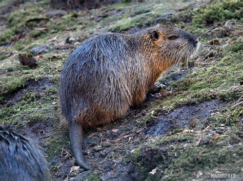 Nutria, Coypu Photos, Nutria, Coypu Images, Nature Wildlife Pictures | NaturePhoto