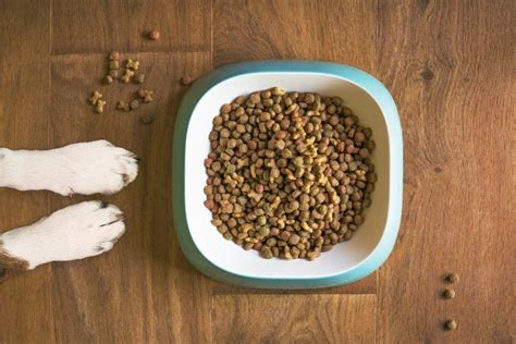 10 Best Limited Ingredient Dog Foods 2021 - Reviews & Top Picks | Pet Keen