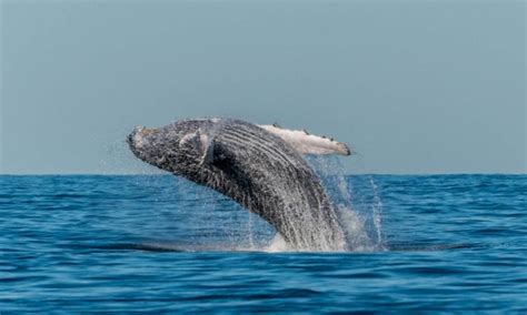 Whale-Watching Tour in Cape Town: Viewing the South African Whale Population Recovery