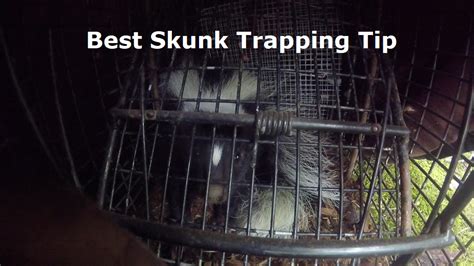 Skunk Trapping Tip: Cover the Trap First