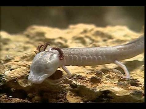 Discovering the Edwards Aquifer: The Texas Blind Salamander | Dark ...