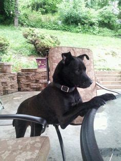 1000+ images about Black lab mixes on Pinterest | Black lab mix, Black labs and Lab mixes