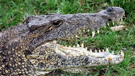 A Newly Discovered Difference Between Alligators and Crocodiles - The ...