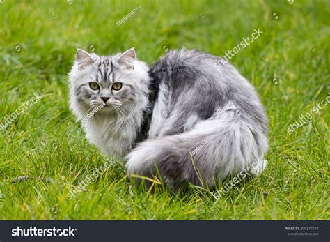 Cute Grey Persian Kittens