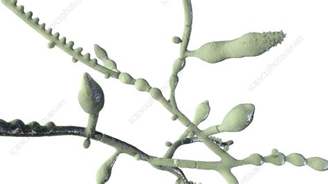 Microsporum audouinii fungus, illustration - Stock Image - F036/7215 - Science Photo Library