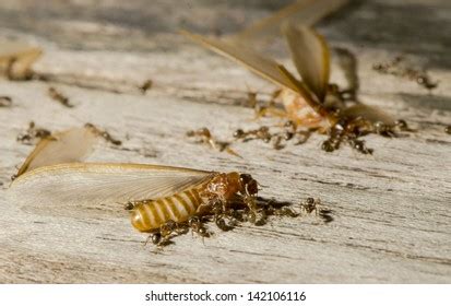 Ants Fighting Termites Stock Photo 143277847 | Shutterstock