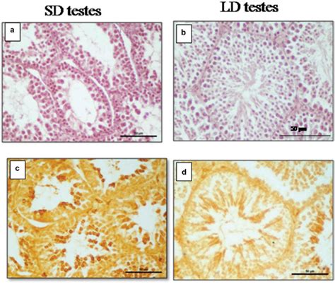 Effect of photoperiod (SD: short-day photoperiod; LD: long-day ...