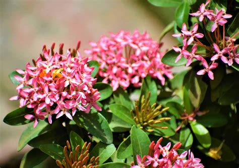 Special Discount Ixora Dwarf (Red Rangan) Plant - Nestreeo.com