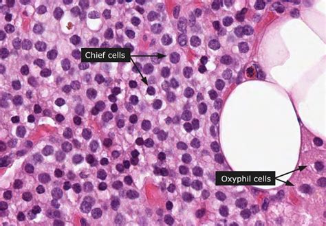 Histology Of Parathyroid Gland