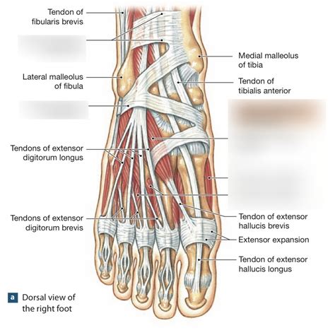 Chapter 11: Dorsal Intrinsic Muscles of the Foot Diagram | Quizlet