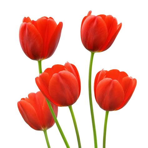 Red Tulips, Tulips Flowers, Orange Flowers, Tulips Images, Background ...