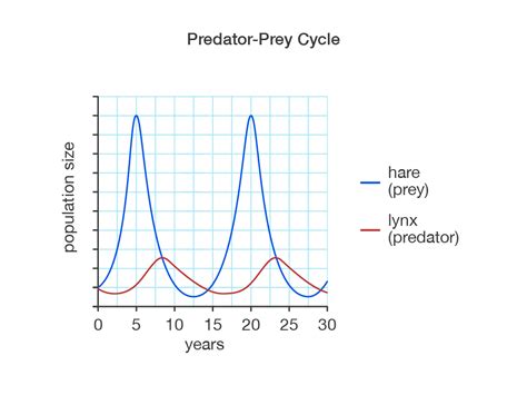 Prey And Predator Cycle