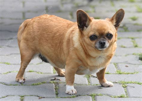 Fat chihuahua — Stock Photo © jonnysek #3618752