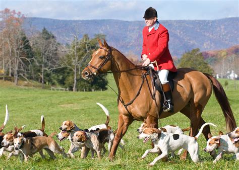 Fox Hunting Dogs