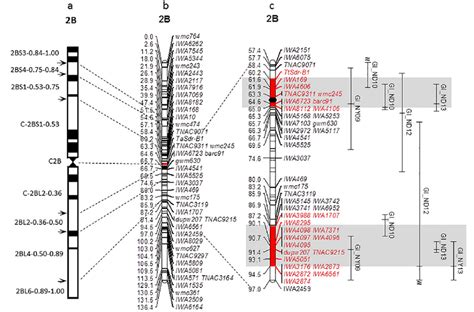 Genetic Linkage Map