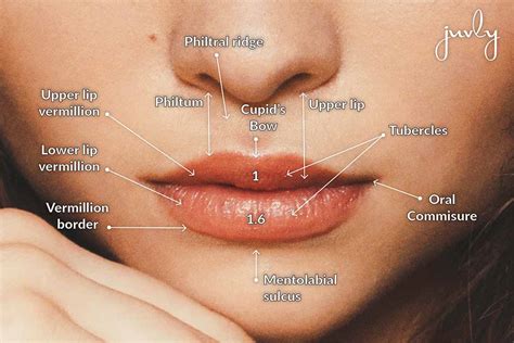 All About Lip Shapes - Juvly Aesthetics