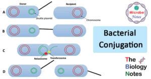 Bacterial Conjugation- Definition, Principle, Process, Examples